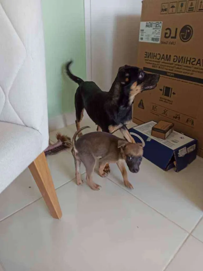 Cachorro ra a SRD idade 1 ano nome Nala