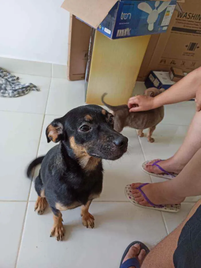 Cachorro ra a SRD idade 1 ano nome Nala