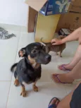 Nala