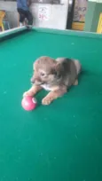 Bebês fofos