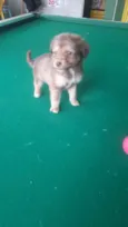 Bebês fofos