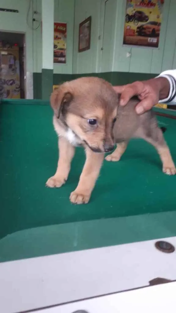 Cachorro ra a  idade 2 a 6 meses nome Bebês fofos 