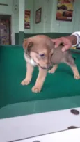 Bebês fofos