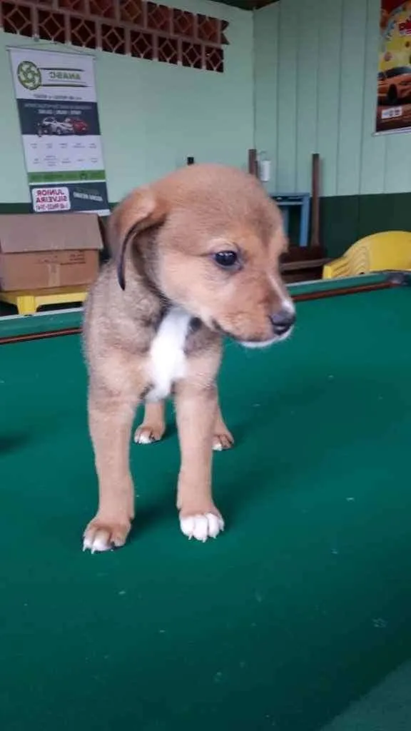 Cachorro ra a  idade 2 a 6 meses nome Bebês fofos 