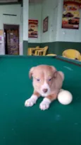 Bebês fofos