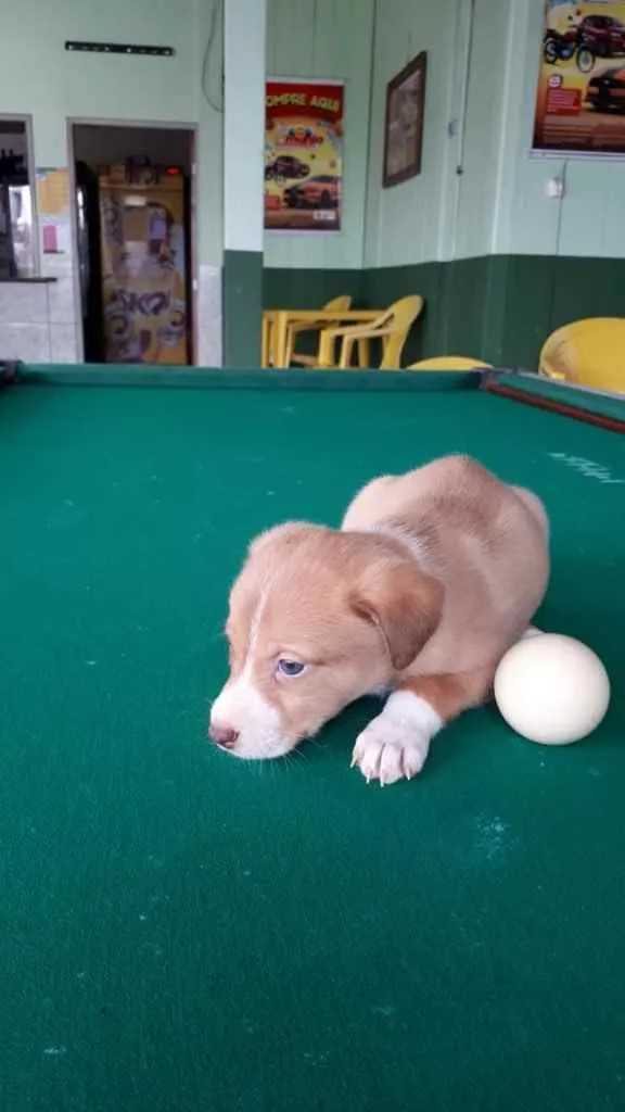 Cachorro ra a  idade 2 a 6 meses nome Bebês fofos 