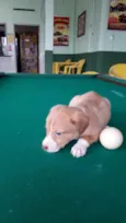 Bebês fofos