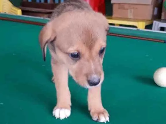 Cachorro ra a  idade 2 a 6 meses nome Bebês fofos 
