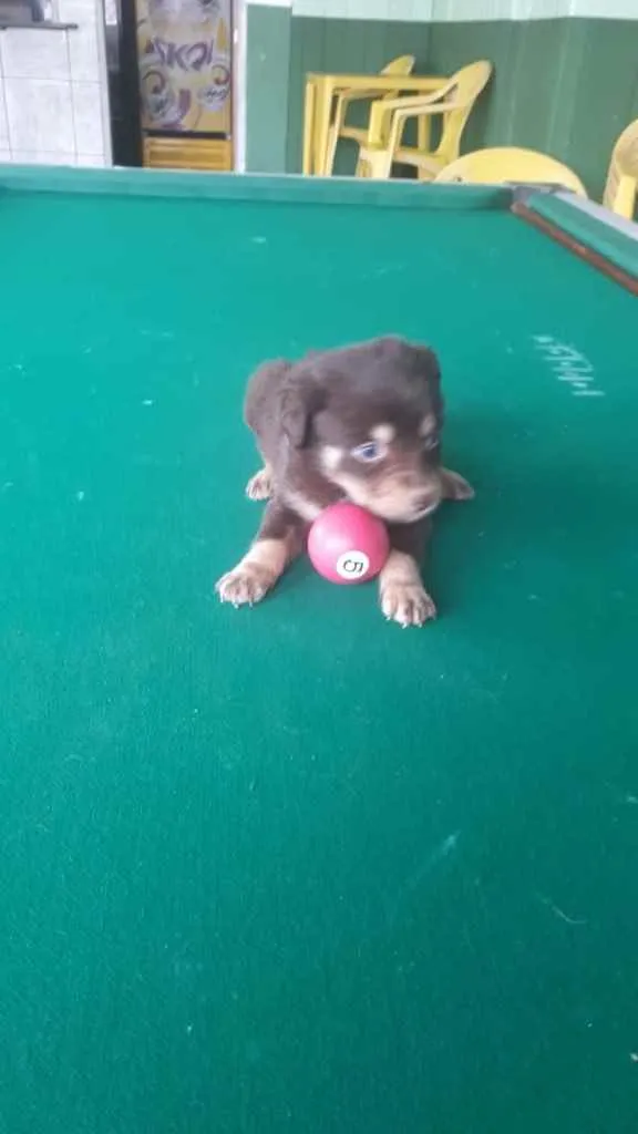 Cachorro ra a  idade 2 a 6 meses nome Bebês 