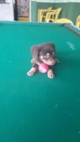 Bebês