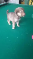 Bebês
