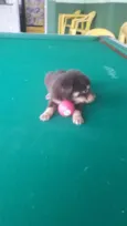 Bebês