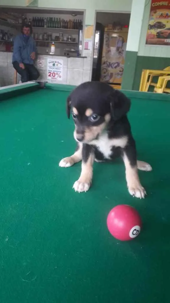 Cachorro ra a  idade 2 a 6 meses nome Bebês 