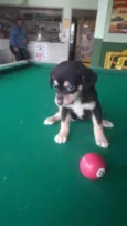 Bebês