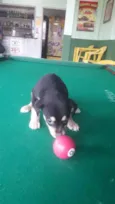 Bebês