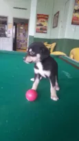 Bebês
