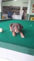 Bebês