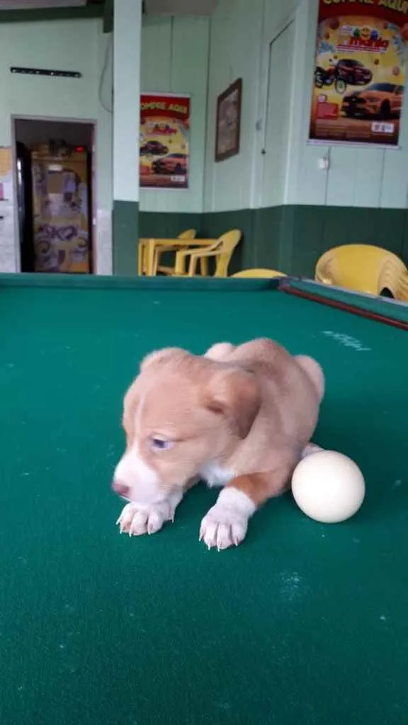 Cachorro ra a  idade 2 a 6 meses nome Bebês 