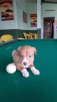 Bebês