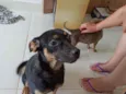 Nala