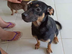 Cachorro raça SRD idade 1 ano nome Nala