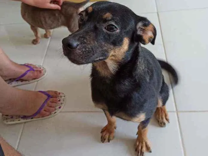 Cachorro ra a SRD idade 1 ano nome Nala