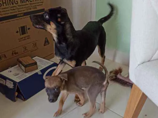 Cachorro ra a SRD idade 1 ano nome Nala