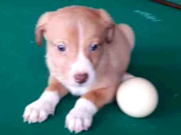 Cachorro ra a  idade 2 a 6 meses nome Bebês 