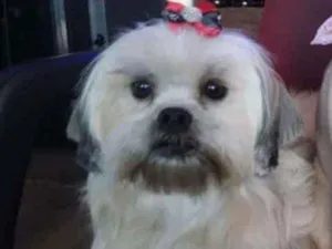 Cachorro raça Ilhasa Apso idade 2 anos nome July