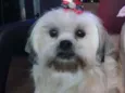 Cachorro raça Ilhasa Apso idade 2 anos nome July