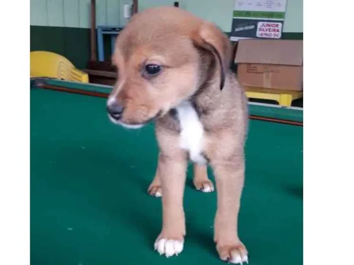Cachorro ra a  idade 2 a 6 meses nome Bebês fofos 