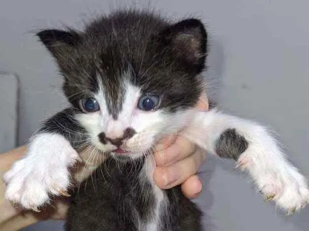 Gato ra a  idade Abaixo de 2 meses nome Frajola, Pretinho...