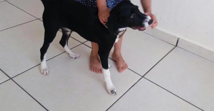 Cachorro raça Sem raça definida idade 2 a 6 meses nome Nina