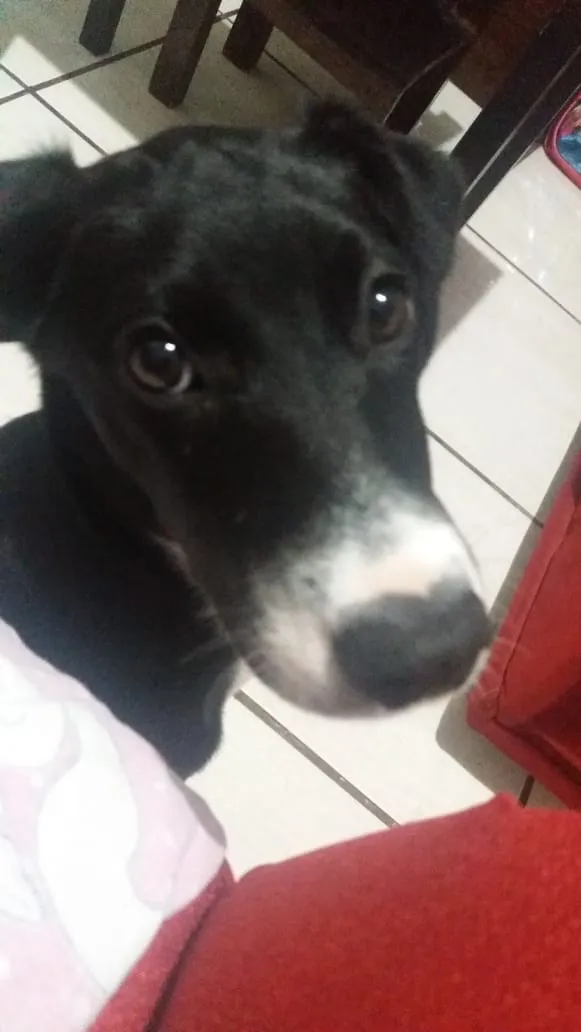 Cachorro raça Sem raça definida idade 2 a 6 meses nome Nina