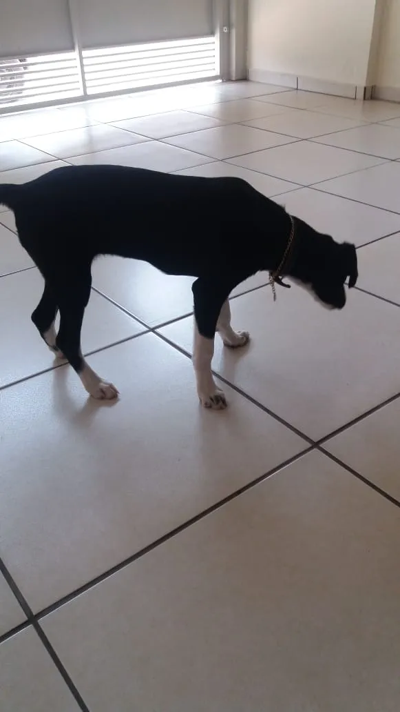 Cachorro raça Sem raça definida idade 2 a 6 meses nome Nina