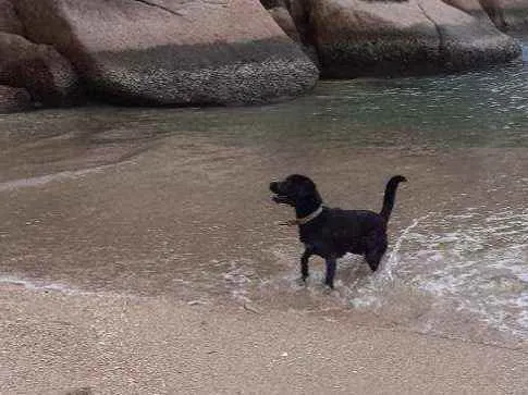 Cachorro ra a Labrador com raça não definida idade 2 anos nome Gery