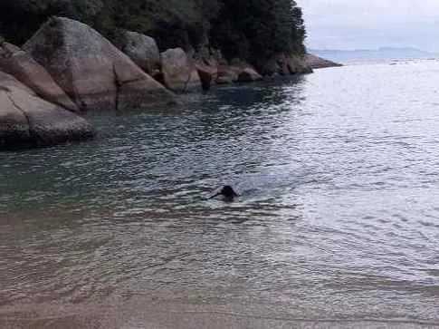 Cachorro ra a Labrador com raça não definida idade 2 anos nome Gery