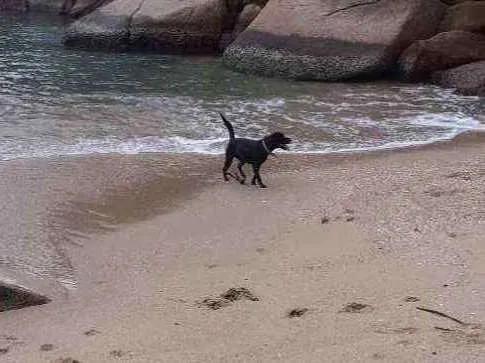 Cachorro ra a Labrador com raça não definida idade 2 anos nome Gery