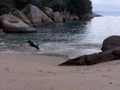 Cachorro ra a Labrador com raça não definida idade 2 anos nome Gery