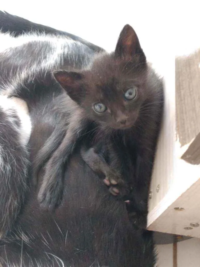 Gato ra a Misturado com cisnes idade Abaixo de 2 meses nome Sem nome 