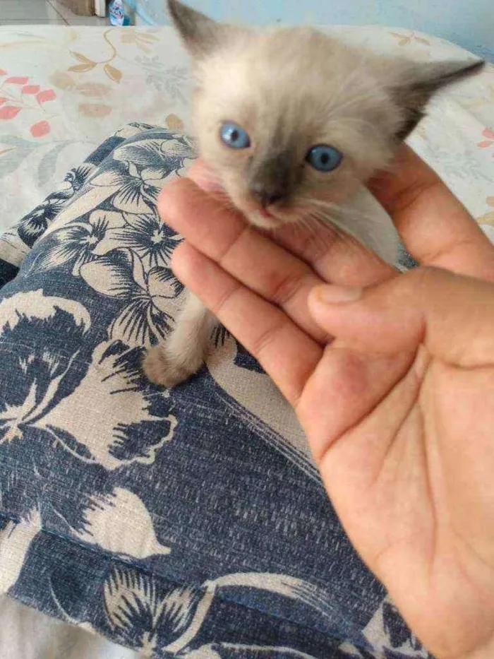 Gato ra a Misturado com cisnes idade Abaixo de 2 meses nome Sem nome 