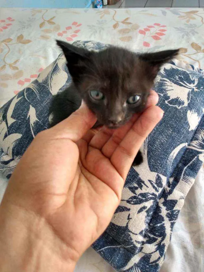 Gato ra a Misturado com cisnes idade Abaixo de 2 meses nome Sem nome 