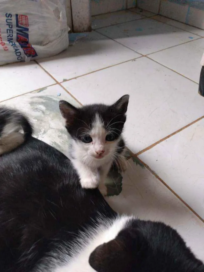 Gato ra a Misturado com cisnes idade Abaixo de 2 meses nome Sem nome 