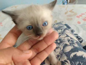 Gato raça Misturado com cisnes idade Abaixo de 2 meses nome Sem nome 