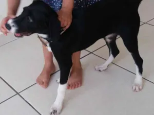 Cachorro raça Sem raça definida idade 2 a 6 meses nome Nina