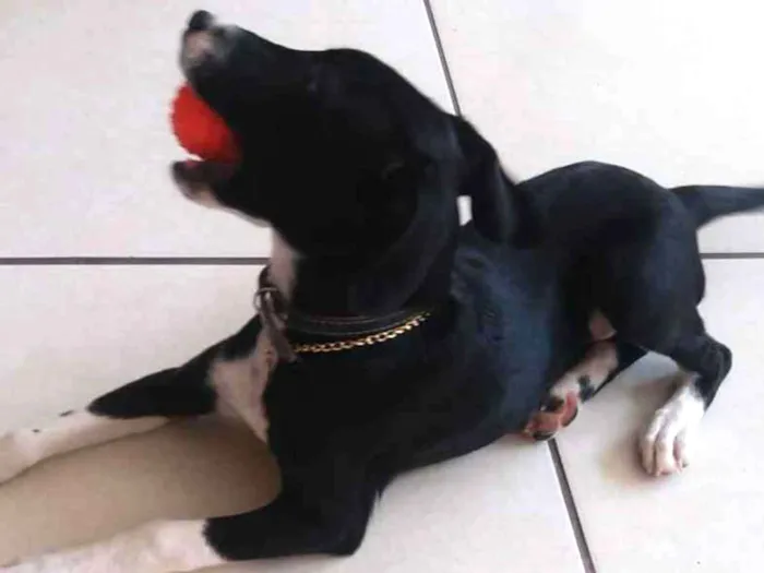 Cachorro raça Sem raça definida idade 2 a 6 meses nome Nina