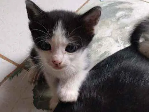 Gato ra a Misturado com cisnes idade Abaixo de 2 meses nome Sem nome 