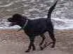 Cachorro raça Labrador com raça não definida idade 2 anos nome Gery
