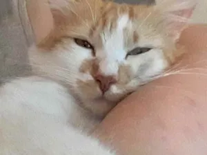Gato raça Srd idade 1 ano nome Pedrinho lindo 