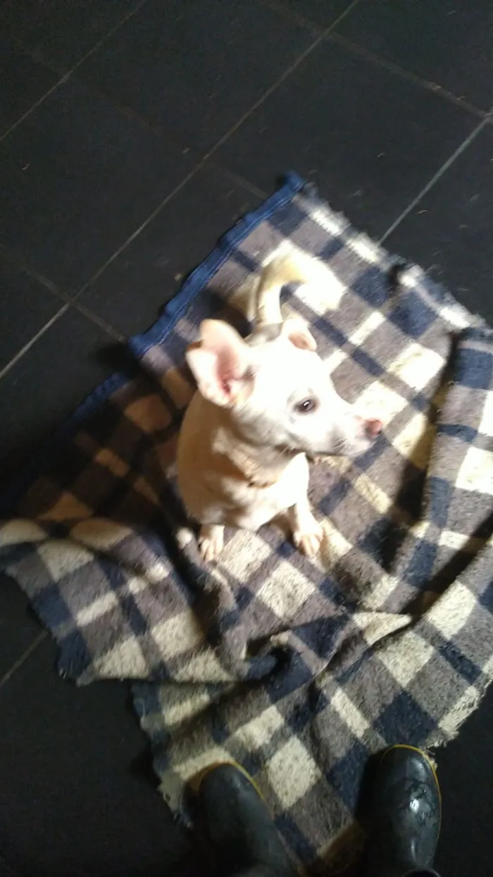 Cachorro ra a SRD idade 7 a 11 meses nome Branquinha